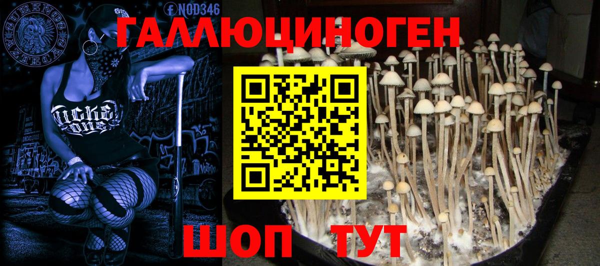 Красногорск  Галлюциногенные грибы прущие грибы  Вход с VPN 